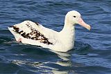 Wandering Albatross